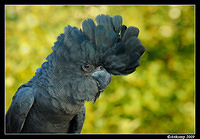 red tailed black cockatoo 3414