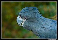 red tailed black cockatoo 3420