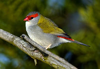 redbrowfinch640