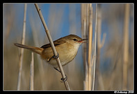 reed warbler 2275