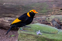 regent bowerbird 8455