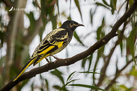 regent honeyeater 8437