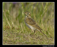 richards-pipit