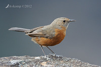 rock warbler 4145