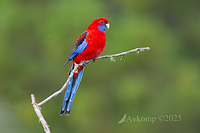 rosella 12823