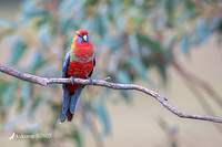 rosella 12829