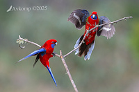 rosella 12830