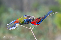 rosella 12835