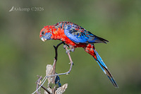 rosella 14015