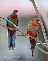 rosella 9236