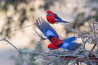 rosella 10413