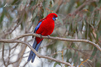 rosella 10416