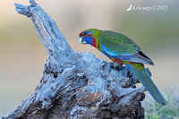 rosella 10568