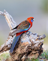 rosella 10610