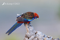 rosella 10613