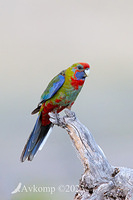 rosella 10622