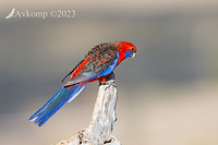 rosella 10780