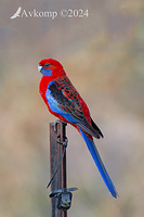 rosella 11783