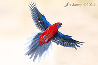 rosella 11852 cropped