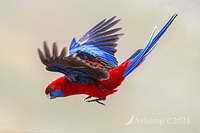 rosella 12048a