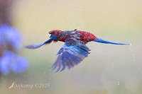 rosella 12127
