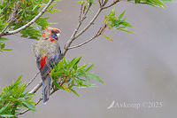 rosella 12128