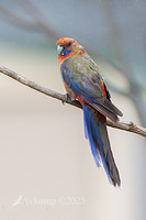 rosella 12129