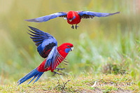 rosella 12597 canvas added at top