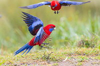 rosella 12597