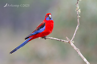 rosella 12751