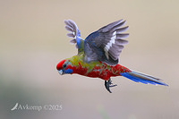 rosella 12758
