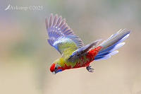 rosella 12769
