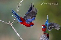 rosella 12779
