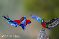 rosella 12780