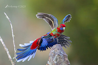 rosella 12781