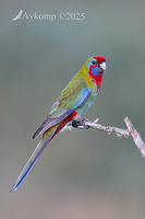 rosella 12784