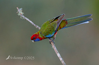 rosella 12787