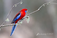 rosella 12997