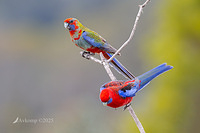 rosella 13151