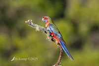 rosella 13216