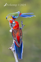 rosella 13282