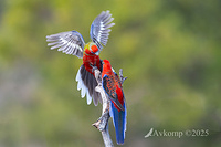 rosella 13284