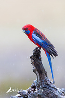 rosella 13320
