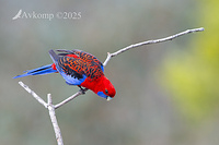 rosella 13333