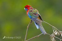 rosella 13393