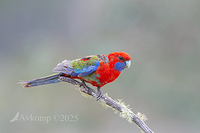 rosella 13413