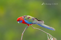 rosella 13445