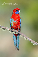 rosella 13460