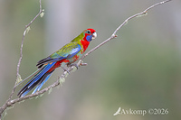 rosella 13802