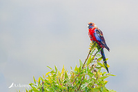 rosella 13868